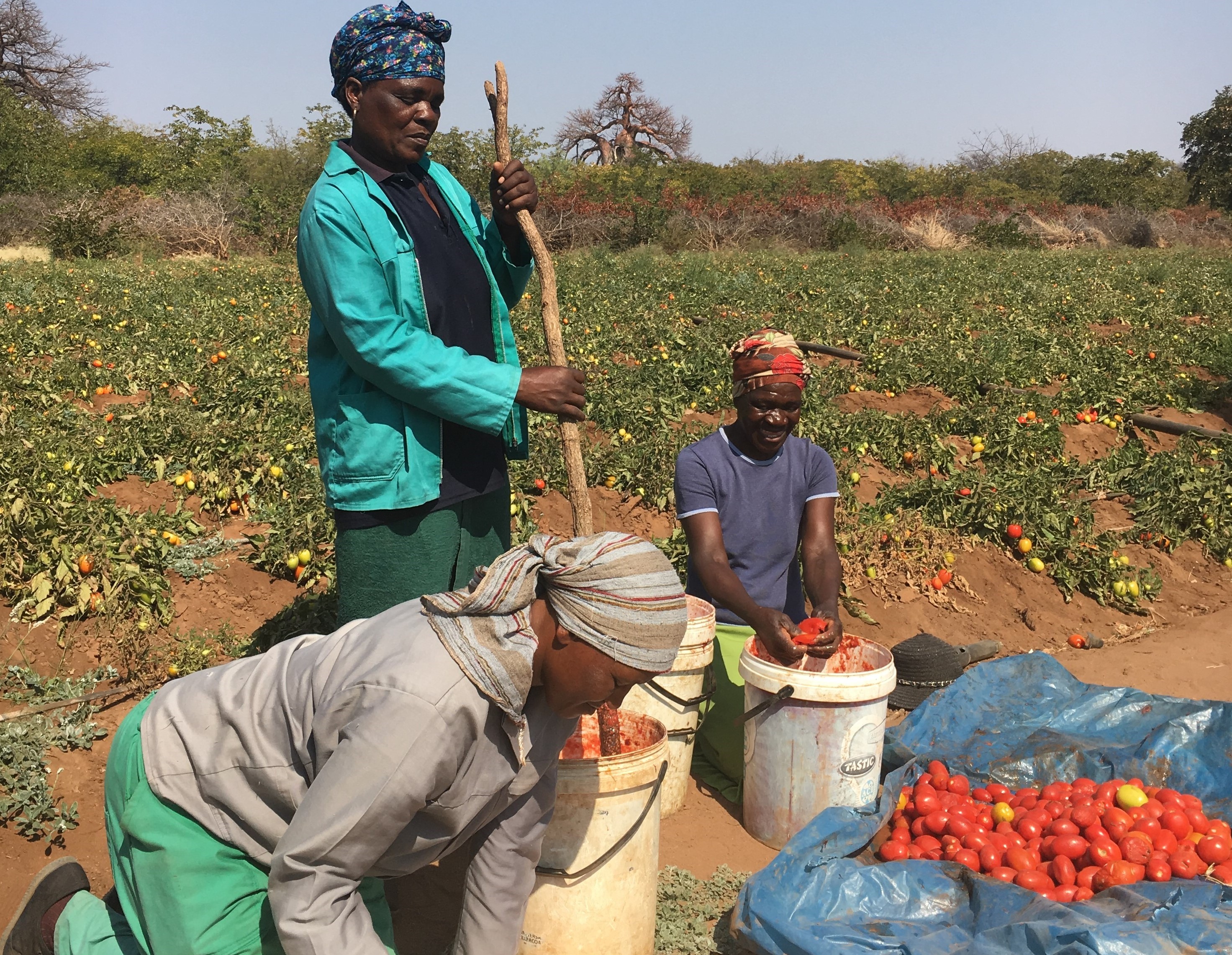 Tshilimangana Agricultural Cooperative